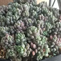 センペルビブム『ストロベリーキウイ』「多肉植物」のアルバム