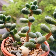 多肉植物七彩フェネストレリア錦2個セットとセダム属 緑亀の卵 1個 多肉植物七彩フェネストレリア錦2個セットとセダム属 緑亀の卵 1