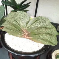 聖牛殿　ガステリア　多肉植物 聖牛殿 ガステリア 多肉植物