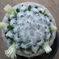 マミラリア属 白星世に「パンチパーマ「サボテン」のアルバム