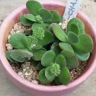 クラッスラワテルメイエリー「12月の多肉植物たち」のアルバム