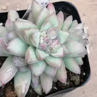 ワテルメイエリークラッスラ