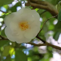白牡丹 はくぼたん「江戸椿特撰」のアルバム-みんなの趣味の園芸991101