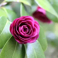 江戸椿特撰｜arborさんのアルバム｜みんなの趣味の園芸