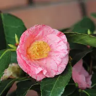 白牡丹 はくぼたん「江戸椿特撰」のアルバム-みんなの趣味の園芸991101