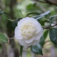 白牡丹 はくぼたん「江戸椿特撰」のアルバム-みんなの趣味の園芸991101