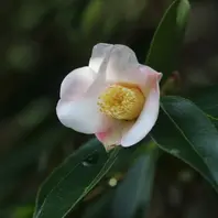 白牡丹 はくぼたん「江戸椿特撰」のアルバム-みんなの趣味の園芸991101