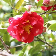 呼子鳥 よぶこどり「江戸椿特撰」のアルバム-みんなの趣味の園芸993072