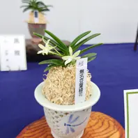 富貴蘭　鶯宿梅　1条 (葉は、10枚程度、花は付いてません でも、開花サイズ) 富貴蘭無名豆葉緑花.先週開催されて「旅行記」のアルバム-みんなの
