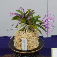 富貴蘭朱天童子.先週開催されていた上「旅行記」のアルバム