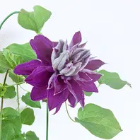 花蓮様 リクエスト クレマチス♥️ まとめ商品 Amazon.co.jp: 花苗 クレマチス福袋(品種見計らい・名称付き） 4