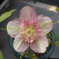 レッドエンジェル「2020 加藤農園さんのクリスマスローズ」のアルバム