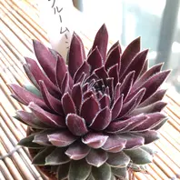 センペルビウム ブルームーン「我が家の多肉・サボテンたち」の