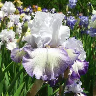 アコマ「ジャーマンアイリス」のアルバム-みんなの趣味の園芸48100