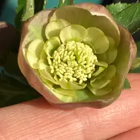 リグリクスピコティ 香「原種 原種hyb」のアルバム-みんなの趣味の園芸