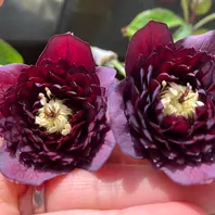 リグリクスピコティ 香「原種 原種hyb」のアルバム-みんなの趣味の園芸