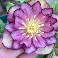 リグリクスピコティ 香「原種 原種hyb」のアルバム-みんなの趣味の園芸