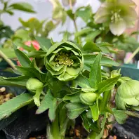 大木ナーサリーデュメ系グリーンダブル「クリスマスローズ2020」の