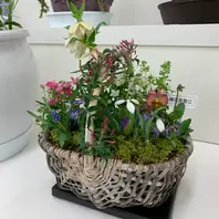 7205 認定！多弁エクリプス　クリスマスローズ開花　加藤農園 7205 認定！多弁エクリプス クリスマスローズ開花 加藤農園