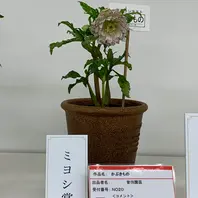 新花コンテストエクリプス/加藤農園「2020.2.21クリスマスローズの世界