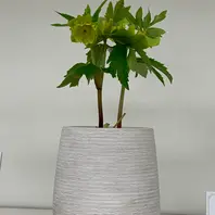 クリスマスローズ　珍品　認定メロンゴールド　加藤農園 クリスマスローズ 超1級品！認定メロンゴールド 加藤農園 - メルカリ