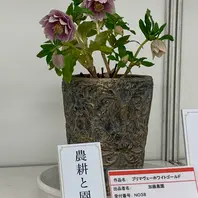 新花コンテストメロンゴールド/加藤農園「2020.2.21クリスマスローズの