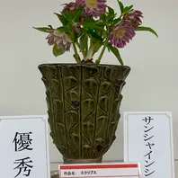 7205 認定！多弁エクリプス クリスマスローズ開花 加藤農園 7205 認定