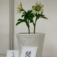 クリスマスローズ　珍品　認定メロンゴールド　加藤農園 クリスマスローズ 超1級品！認定メロンゴールド 加藤農園 - メルカリ