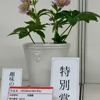 新花コンテストエクリプス/加藤農園「2020.2.21クリスマスローズの世界