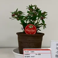 クリスマスローズ　珍品　認定メロンゴールド　加藤農園 クリスマスローズ 珍品 認定メロンゴールド 加藤農園