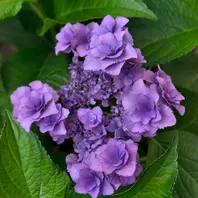レモンパイ 紫陽花『深海の色』薔薇咲きジャスミン♪ 紫陽花・深海の色。2020年6月24日撮影「庭の記憶2020」の