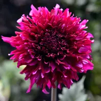 紫陽花・ラヴィアンローズ。西欧産の矮「庭の記憶2020」の 紫陽花・ラヴィアンローズ。西欧産の矮「庭の記憶2020」の