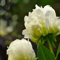 SC】生花 大玉❗️シャクヤク 八重咲き 純白 白雪姫 花束