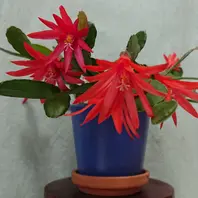 ポットごと♡桃白MIX♡イースターカクタス♡多肉植物