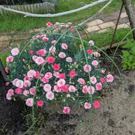三年前に地植えにした母の日カーネーシ「庭の花」のアルバム