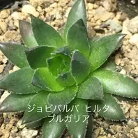 15ジョビバルバヒルタ ブルガリア｜Kiramamaさんのアルバム｜みんなの