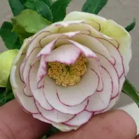 加藤農園さんで手に入れた手毬咲きのダ「クリスマスローズ2019-20