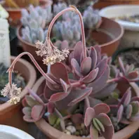 クラッスラ・ワテルメイエリー。「多肉植物」のアルバム-みんなの趣味