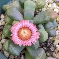 コノフィツム・へレアンサス（別名・翼「多肉植物」のアルバム