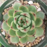 ハオルチア群生株いろいろ。「多肉植物」のアルバム-みんなの趣味の