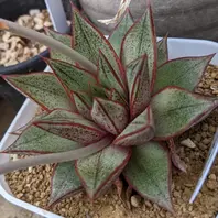 ハオルチア群生株いろいろ。「多肉植物」のアルバム-みんなの趣味の