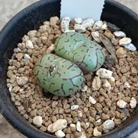 コノフィツム・へレアンサス（別名・翼「多肉植物」のアルバム