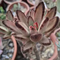 クラッスラ・ワテルメイエリー。「多肉植物」のアルバム-みんなの趣味