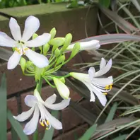 門前の花壇アスチルベ「道路わきの花壇2020春～」のアルバム