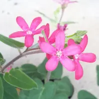 オキシペタラム・ローズスター＜H25「H25年7月に咲いたお花