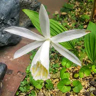 山野草　利尻ひなげし　実生３年13個セット 利尻ひなげし✨「函館🌿山野草の庭🥀2020」のアルバム-みんなの趣味の