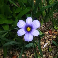 山野草　利尻ひなげし　実生３年13個セット 利尻ひなげし✨「函館🌿山野草の庭🥀2020」のアルバム-みんなの趣味の