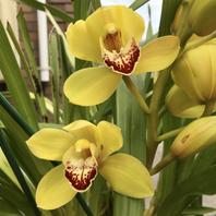 シンビジウムゴールドラッシュ「うちの庭の花?2020」のアルバム 
