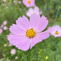 菜園より畑脇にコスモス…秋桜🌸 単色「庭花菜花」のアルバム