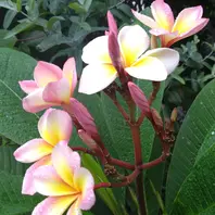 カリフォルニア・サンセット①別の角度よ「❣️プルメリア